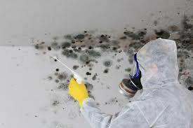 Why You Should Choose Our Mold Remediation Services in Homer, IL